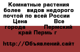 Комнатные растения более200видов недорого почтой по всей России › Цена ­ 100-500 - Все города  »    . Пермский край,Пермь г.